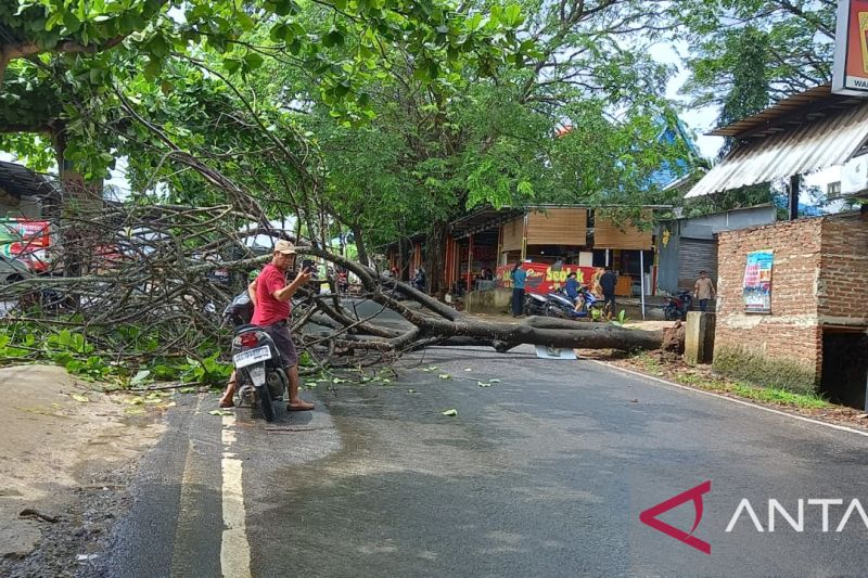 Hujan lebat di wilayah Bandarlampung sebabkan pohon roboh
