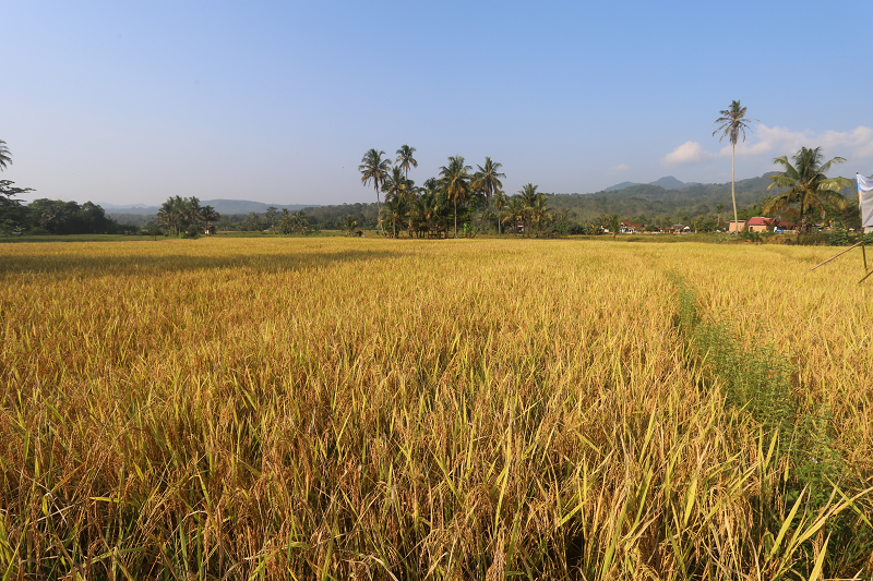 Petani di Kabupaten Sukabumi didorong tanam padi organik
