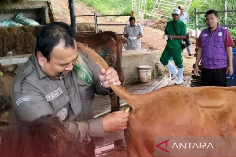 Antisipasi antraks, DPKHP Cianjur rutinkan pemeriksaan hewan ternak