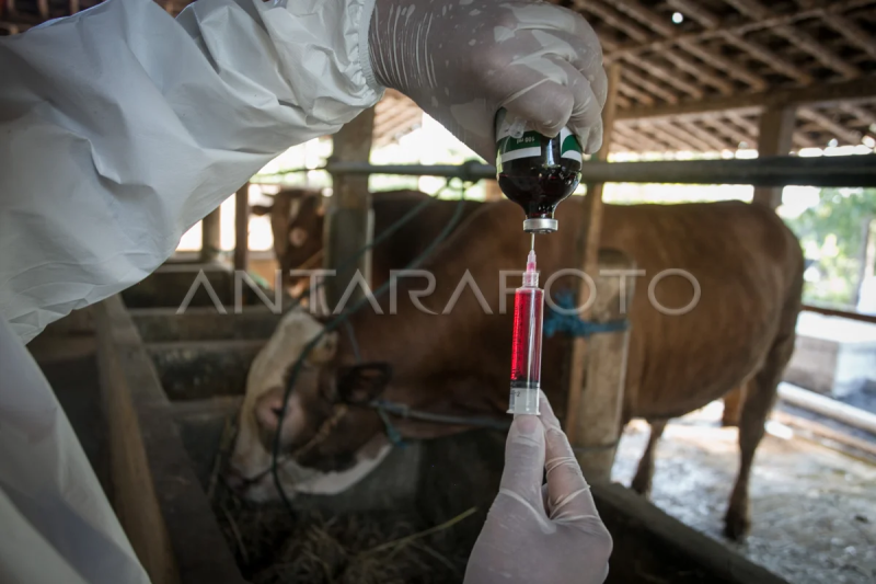 Vaksinasi cegah antraks di Sukoharjo