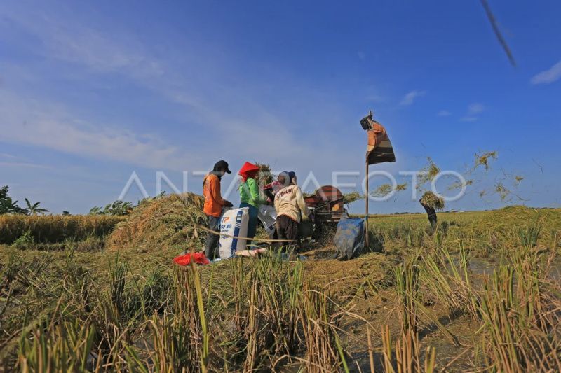 Distan Cirebon data produksi padi capai 274 ribu ton GKG