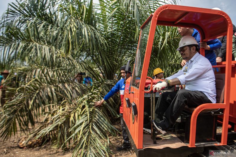 Panen perdana program Peremajaan Sawit Rakyat di OKI