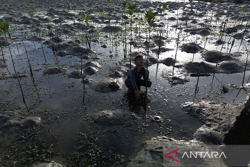 Penanaman mangrove di teluk Kendari