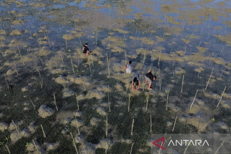 Penanaman mangrove di teluk Kendari
