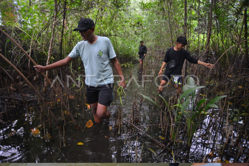 Rehabilitasi kawasan mangrove Pariaman