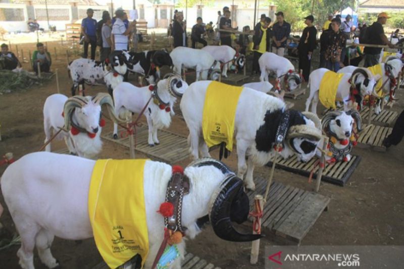 1.500 peternak Jawa Barat siap semarakkan Kontes Ternak di Kiarapayung