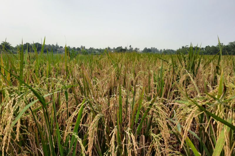 Ribuan Hektare Sawah Di Tangerang Banten Terancam Kekeringan - ANTARA News