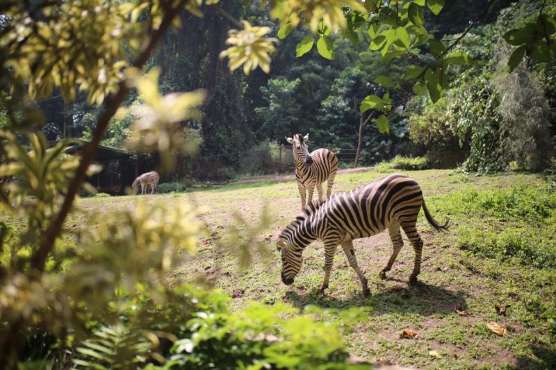 Plh Wali Kota tegaskan Kebun Binatang Bandung tidak akan dialihfungsikan