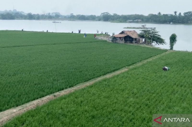 Pemkab Purwakarta: Cukupi pasokan air agar tak gagal panen