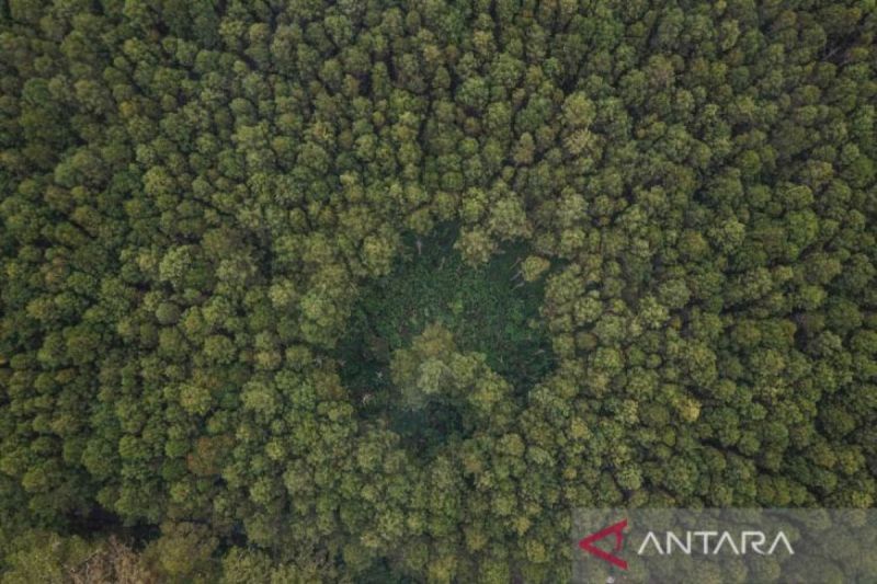 Dishut Jabar terapkan teknologi i-tree dari IPB untuk jaga hutan