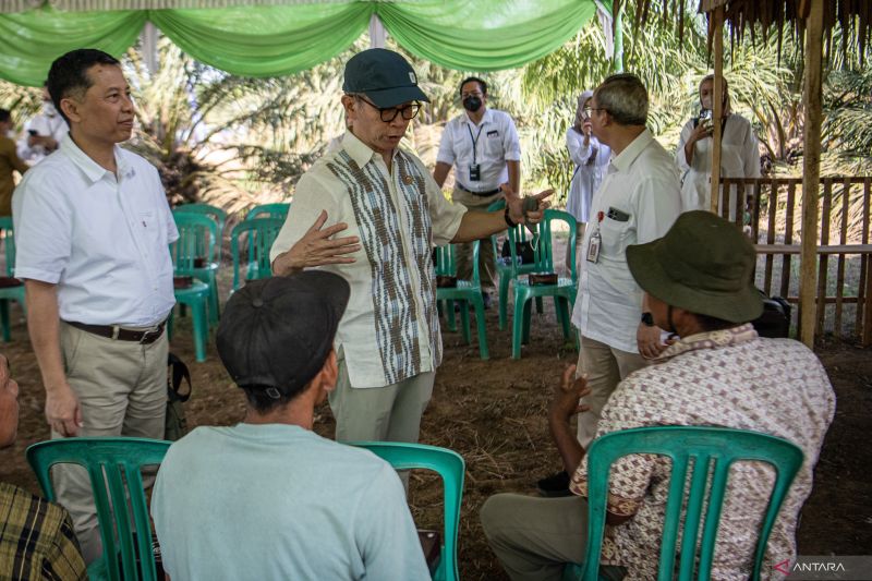 Dukungan pembiayaan petani kelapa sawit oleh OJK