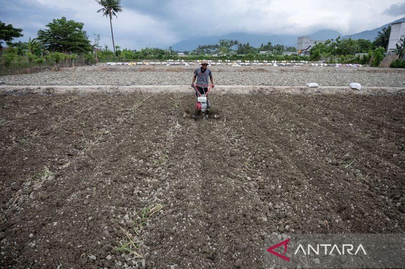 Realisasi penyaluran KUR sektor pertanian di Sulteng