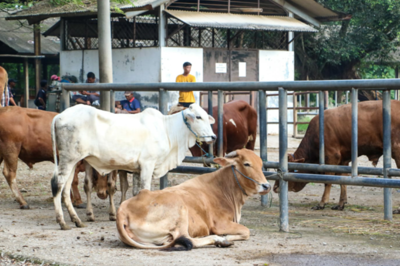 4  pasar hewan Purwakarta jadi pusat perdagangan hewan Jabar