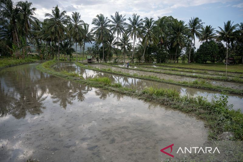 Gerakan tanam antisipasi dampak El Nino