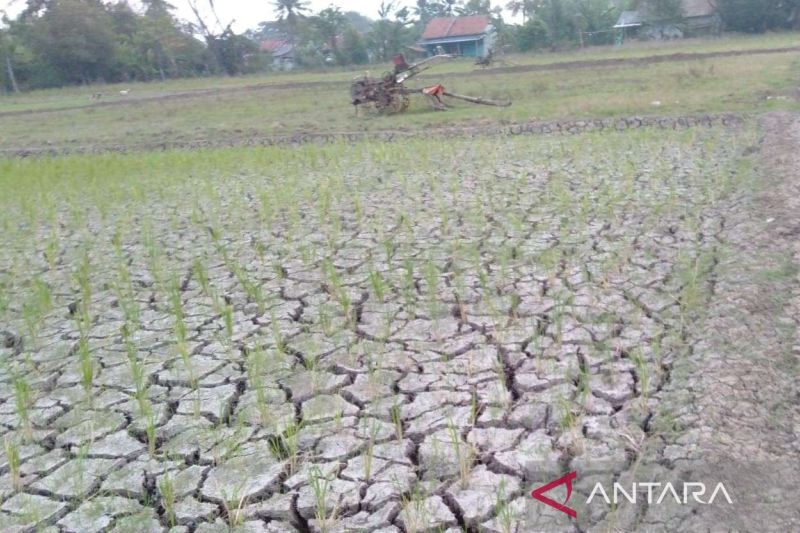 Kabupaten Bekasi petakan lahan pertanian yang kekeringan terdampak El Nino