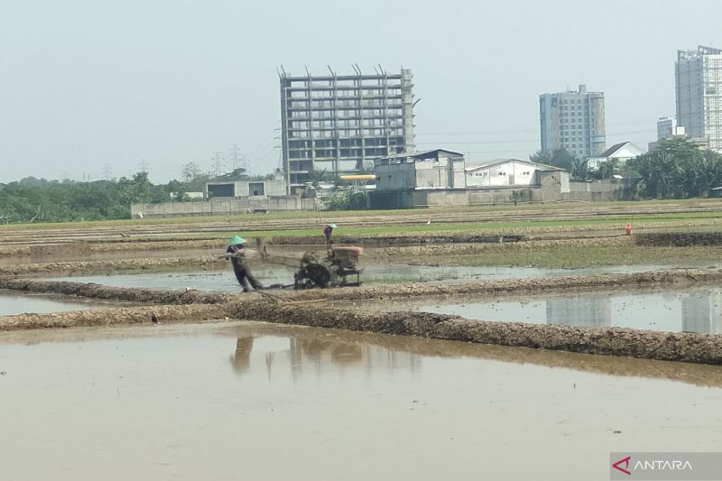 Karawang siap tanam varietas padi unggul tahan kondisi kering