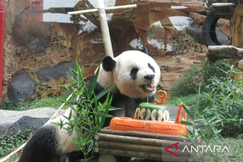 Taman Safari kawinkan  2 panda raksasa asal China di usia 13 tahun