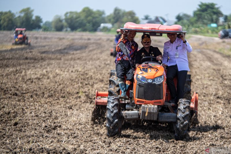 Mentan tinjau penanaman padi perdana Gernas El Nino