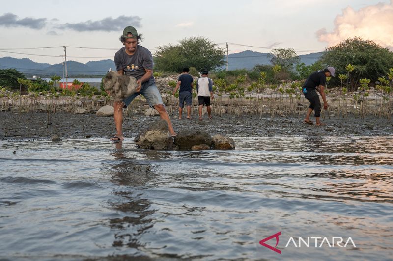 Pembuatan dam penangkap sedimen mangrove