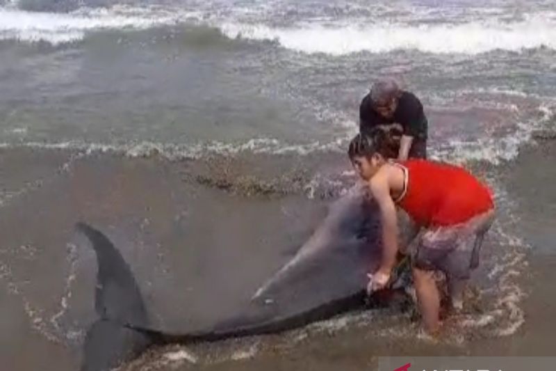 Warga dan nelayan selamatkan seekor paus terdampar di Pantai Citepus Sukabumi