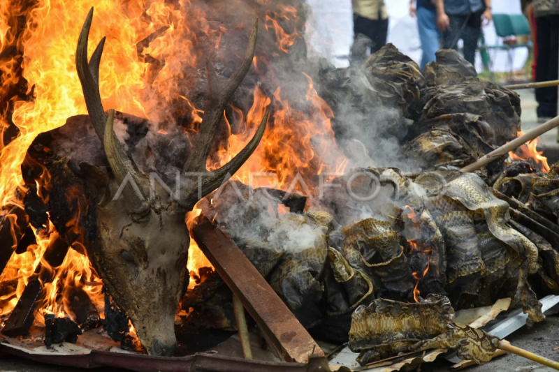 Pemusnahan barang bukti satwa dilindungi