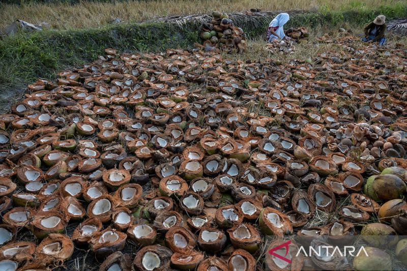 Produktivitas tanaman kelapa