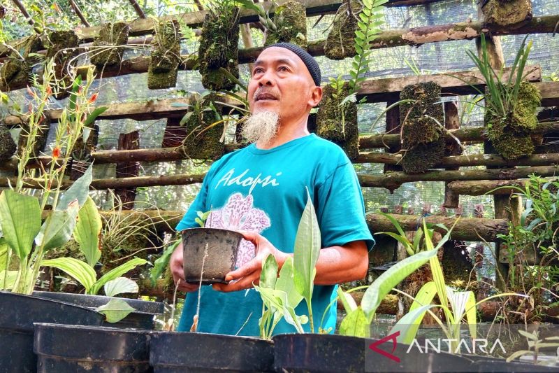 Upaya Musimin selamatkan anggrek Merapi