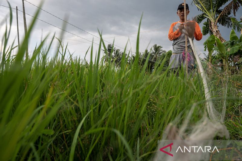 Penambahan 500 ribu hektare lahan tanam padi