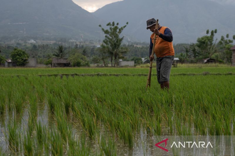 Penambahan 500 ribu hektare lahan tanam padi