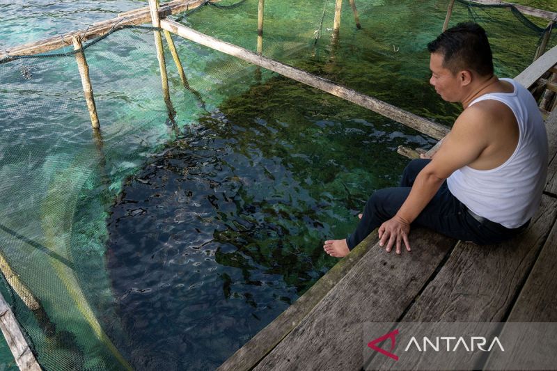 Wisata keramba ikan di Banggai Kepulauan