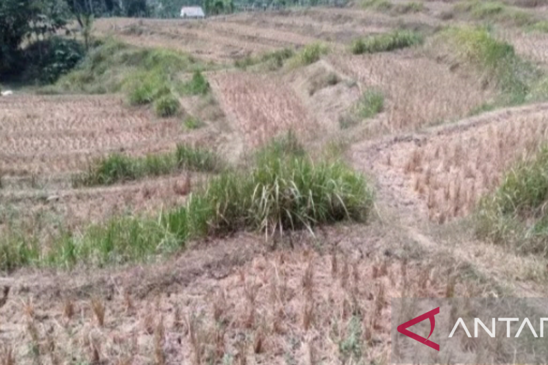 Areal sawah di Karawang selatan 