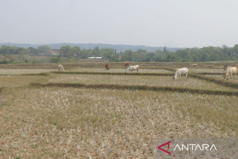 Pemkab catat 7 hektare sawah di Bogor gagal panen