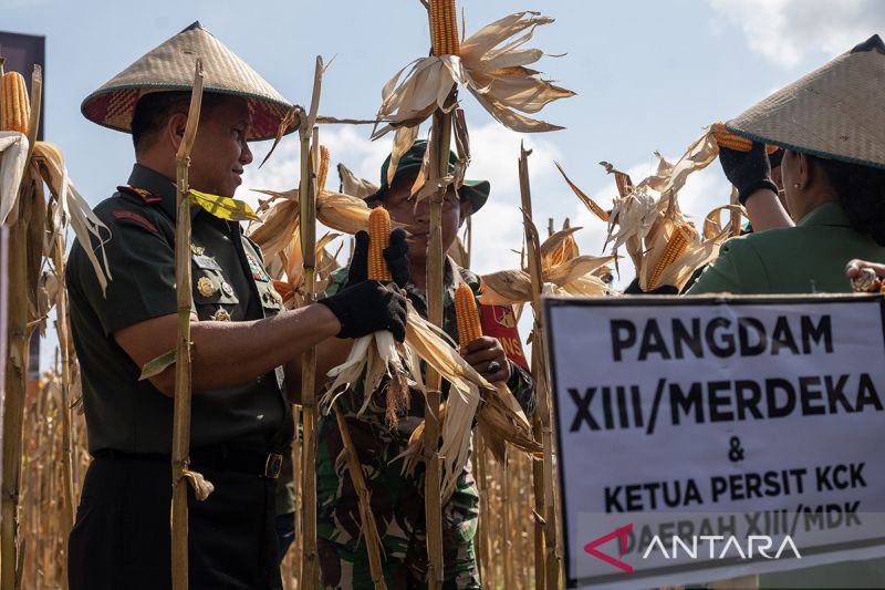 Pangdam XIII Merdeka panen jagung di Donggala