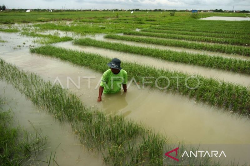 Lahan Sawah Gagal Panen Akibat Banjir Aceh Tenggara Seluas 267 Hektare ...