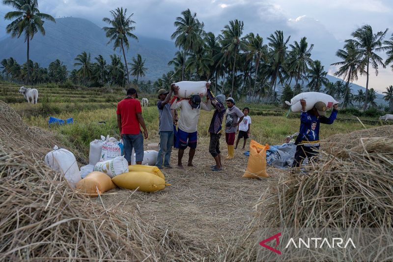 Harga gabah kering panen naik