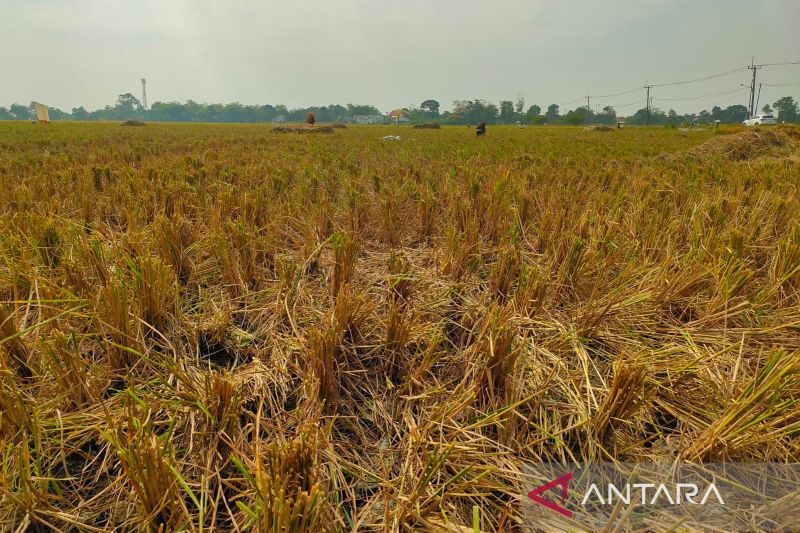 Produksi beras di Kabupaten Cirebon hingga Juli surplus 84 ribu ton