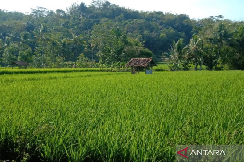 Distan Cirebon jaga ribuan hektare sawah agar tetap bisa panen