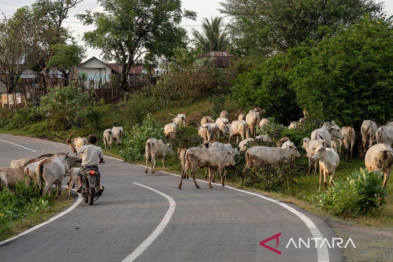 Penggembalaan ternak sapi di Sigi