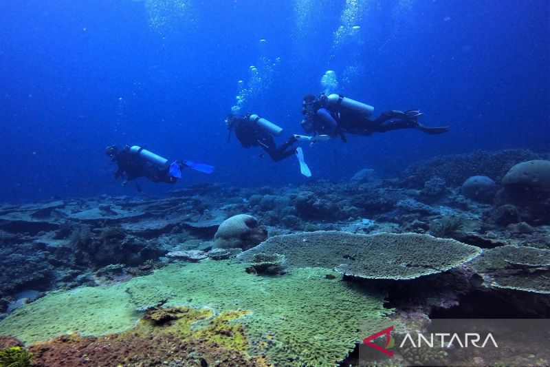 Menikmati keindahan bawah laut Pulau Tomia Wakatobi