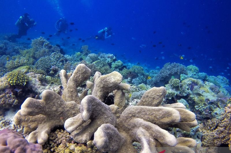 Menikmati keindahan bawah laut Pulau Tomia Wakatobi