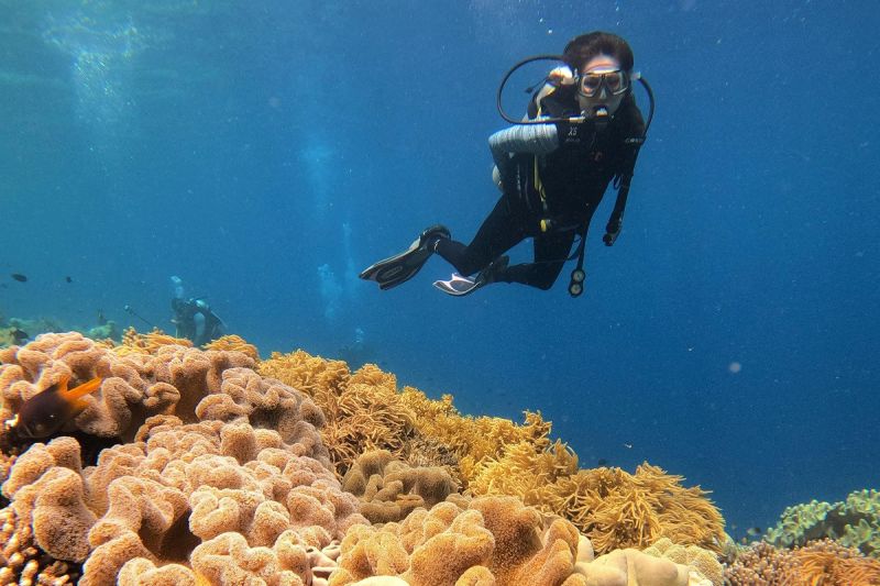 Menikmati keindahan bawah laut Pulau Tomia Wakatobi