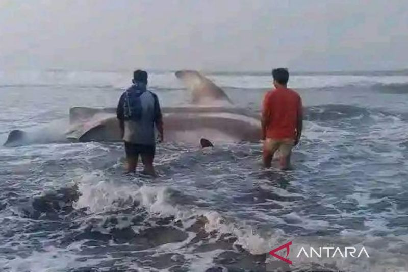 Warga pesisir selatan Cianjur temukan hiu paus tutul terdampar di pantai