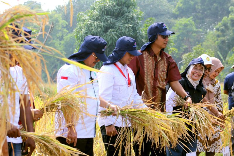 Distan Cirebon: Lahan sawah siap panen Oktober