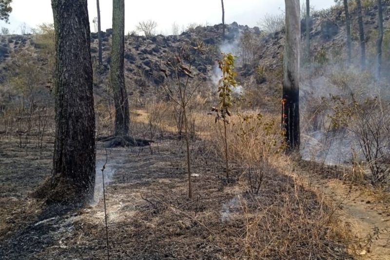 BKSDA lakukan patroli deteksi dini kebakaran hutan di Gunung Guntur Garut