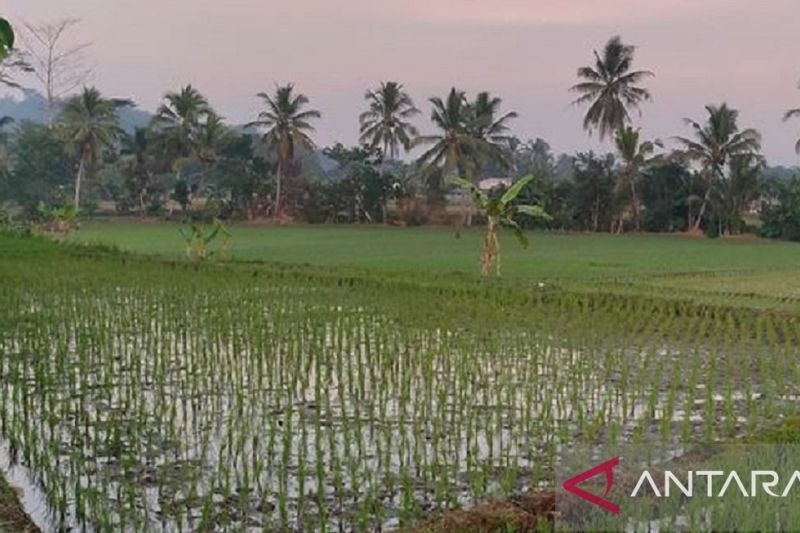 120 hektare lahan pertanian di Kota Sukabumi terancam gagal panen akibat kekeringan