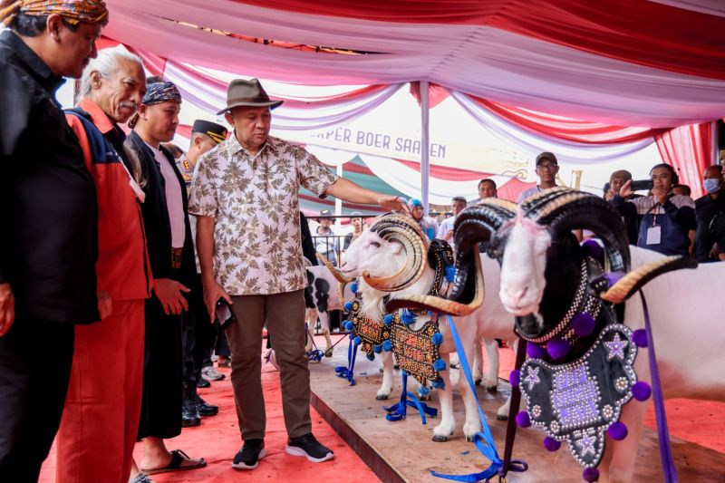 MenkopUKM tekankan pentingnya konsep bisnis bagi peternak domba dan kambing