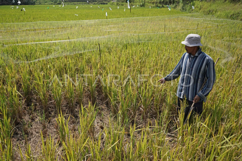 Petani padi terancam gagal panen