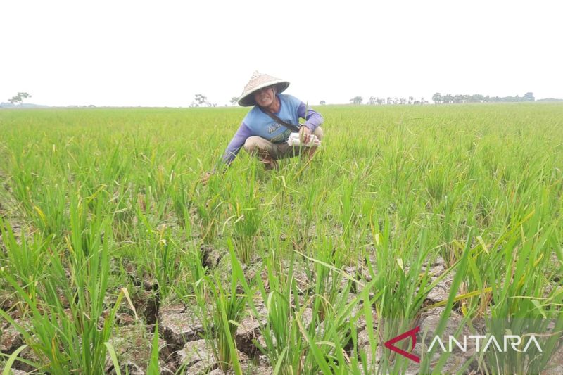 Pemkab Bekasi lakukan operasi pasar di wilayah rawan pangan