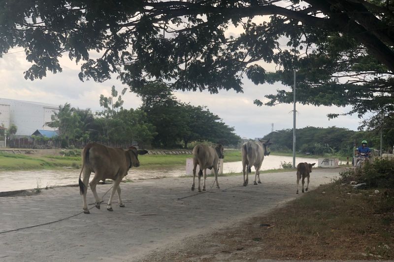 Warga keluhkan sapi yang suka berkeliaran di jalan-jalan