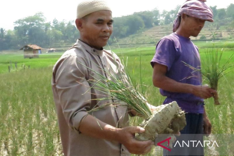 Pemkab Bogor pastikan penuhi kebutuhan beras meski 221 hektare gagal panen